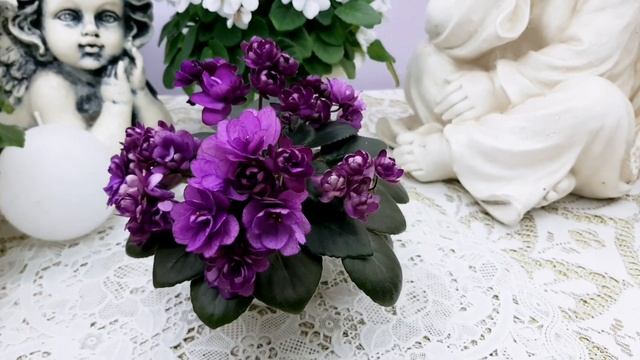 Фиалка ЛЕ-Ника Магазин фиалки в Одессе 0983891416 смотреть онлайн
