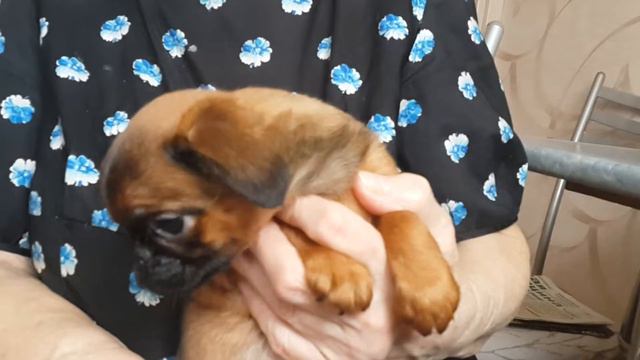 Imgosbull Pirouettel , male Petit brabancon 10 wo смотреть онлайн