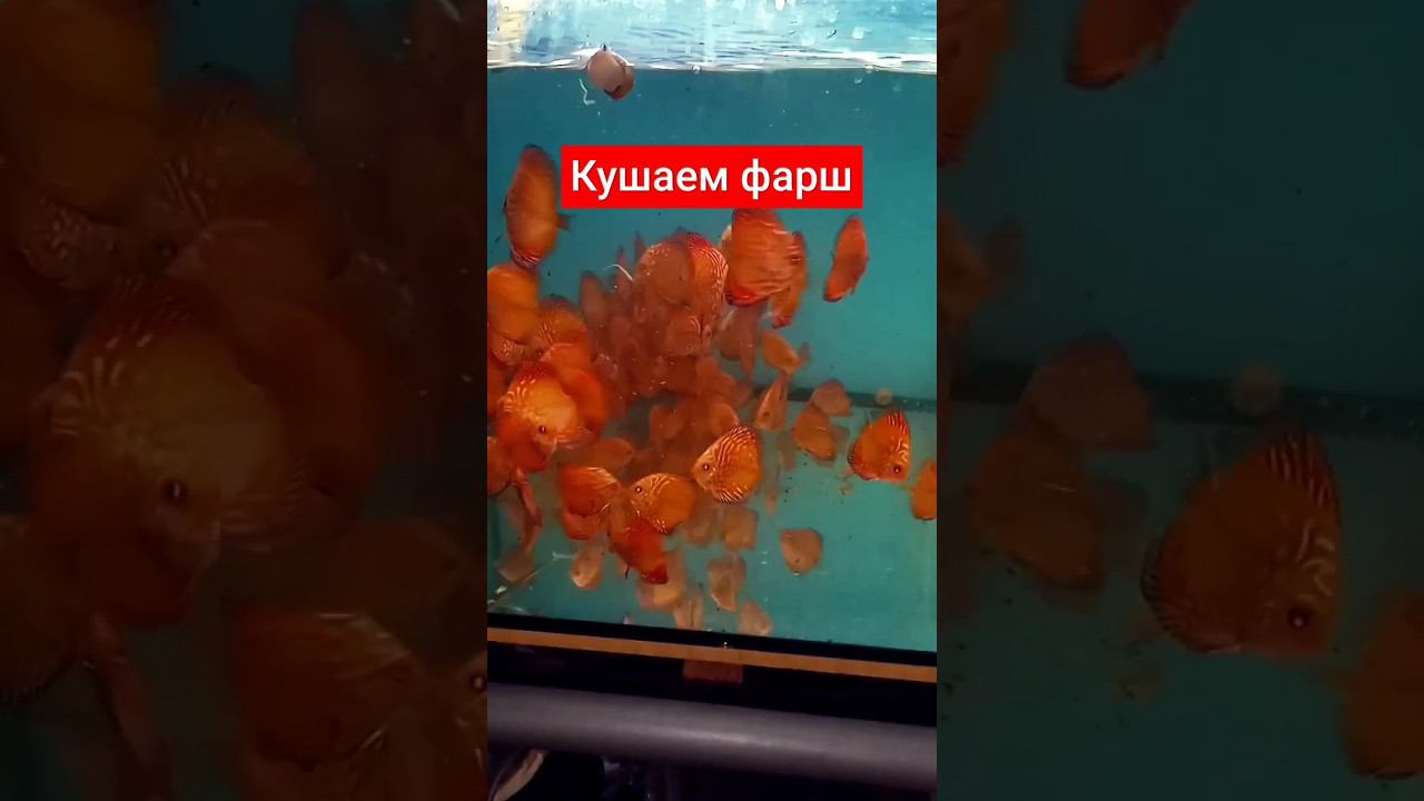 Подростки дискусы кушают фарш смотреть онлайн