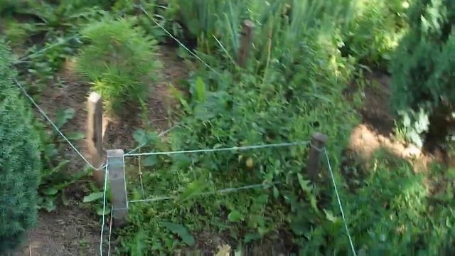 Хвойные в Пензе - (Летний обзор хвойных - часть 6) 22 июля 2022 года смотреть онлайн