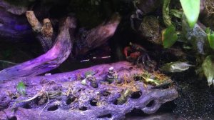 Краб Красный дьявол! Cодержание, уход.