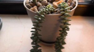 1/10: ПАХИФИТУМ (PACHYPHYTUM COMPACTUM), СЕДУМ (SEDUM BURRITO), КОТИЛЕДОН (COTYLEDON TOMENTOSA)