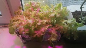 Салат на гидропонике в DWC от рассады до урожая.