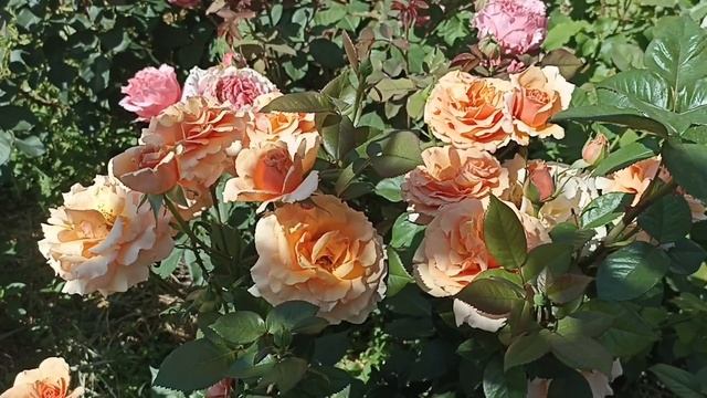Сорта роз устойчивые к жаре. 1 часть #розы #сортароз #розыдляюга #розывсаду