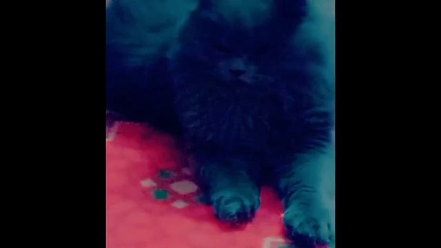 Jb Zoroo Sad Ho To Kia Krta Hai ?