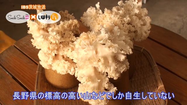 いばらきの、生産者さんこんにちは。「城里町の花びら茸」〈城里町〉IBS（2015.10.15） смотреть онлайн