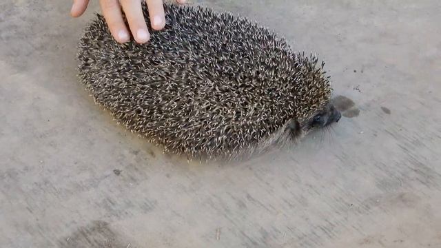 Нашли! Ежик на даче! Что еж ест? Кто кого: Дети против Ежика! смотреть онлайн