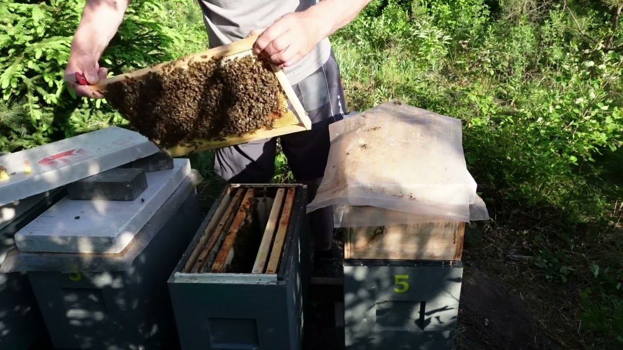 развитие отводков в шестирамочниках,часть 4, проверка выхода маток смотреть онлайн