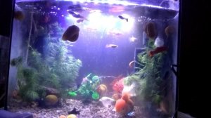 Бактериальная вспышка в аквариуме. Быстро за несколько часов избавляемся от неё без химии