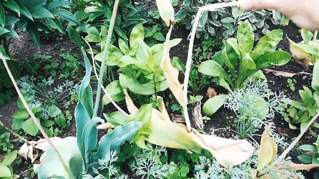 Обзор ДАЧИ. Профилактика фитофторы. Повышаем иммунитет томатов. Пионы цветут смотреть онлайн