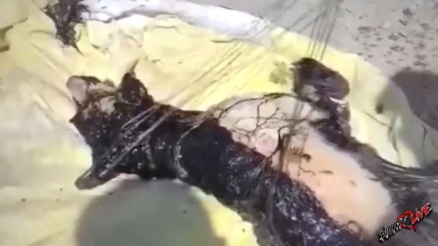 Из смолы торчала белая морда собаки, она медленно уходила на дно... смотреть онлайн