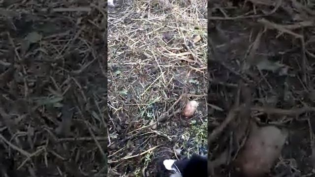 Ловим мышку для кошки смотреть онлайн