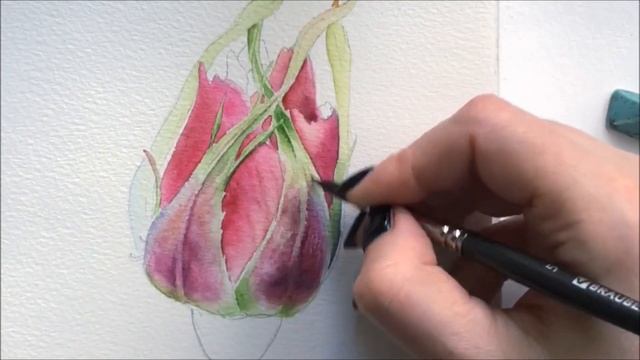 Watercolor Rosebud./ Как нарисовать бутон розы акварелью. смотреть онлайн
