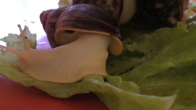 Улитки. snails/улитки. видео snails.