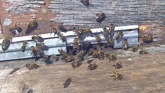 Ручные пчелы! Ускоренная замедленная съемка смотреть онлайн