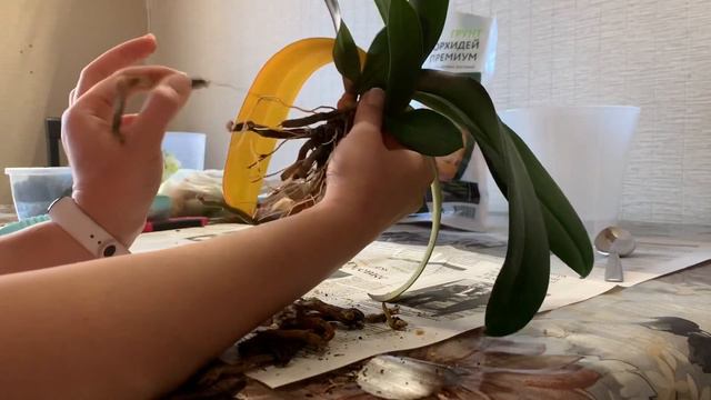 Пересадка больной орхидеи смотреть онлайн