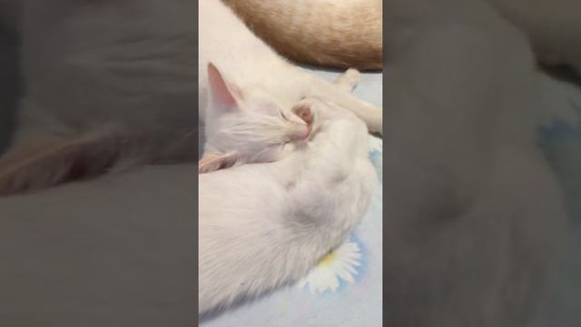 Котята подустали......))))) смотреть онлайн