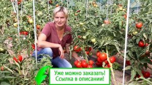 Томат большая мамочка выращивание