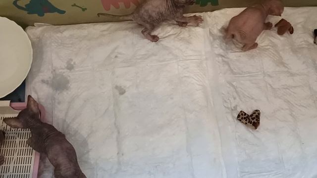 котята сфинкса, чуть больше месяца смотреть онлайн