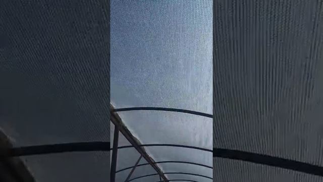 Супер Огурец Модер F1 от компании Minami seeds. смотреть онлайн