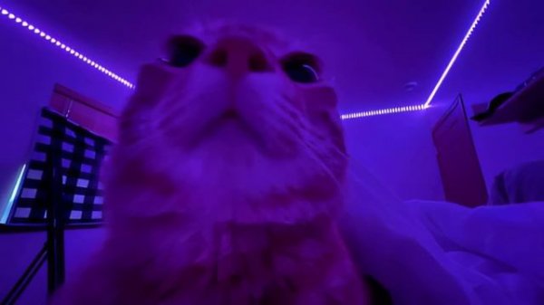 BEST PHONK MIX _ ATMOSPHERIC PHONK PLAYLIST _ CHILL PHONK _ NIGHT DRIVE MUSIC _ PHONK 2024