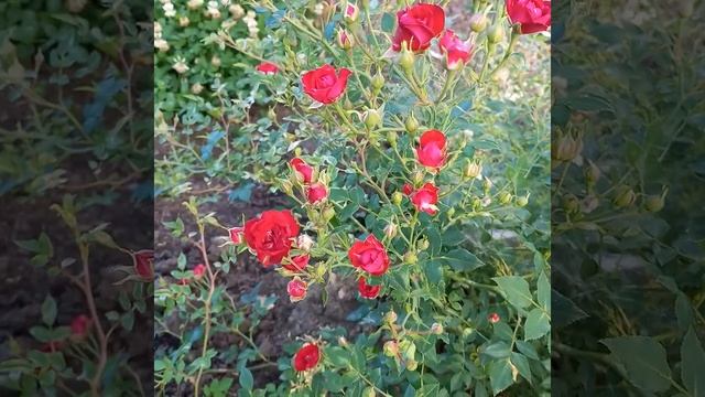 Роза почвопокровная Ред Фейри смотреть онлайн