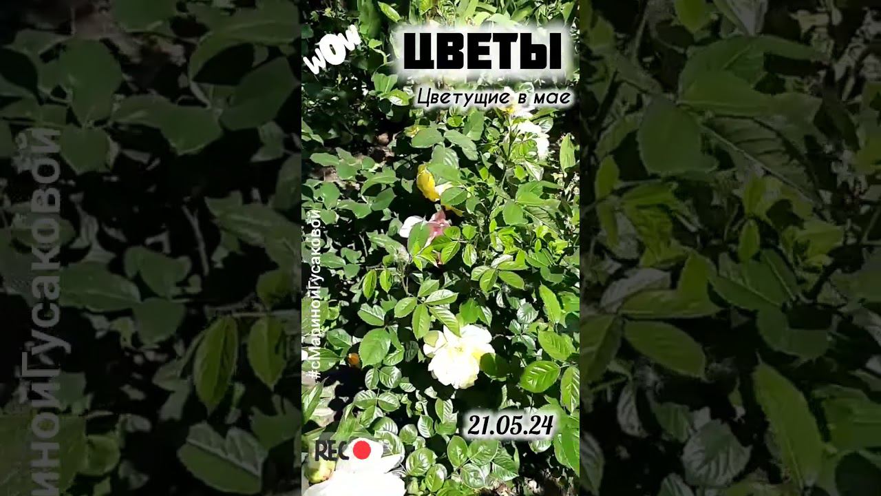 Цветут ПИОНЫ ИРИСЫ РОЗЫ. Как прекрасны ЦВЕТЫ цветущие в мае | с Мариной Гусаковой 21.05.24 смотреть онлайн