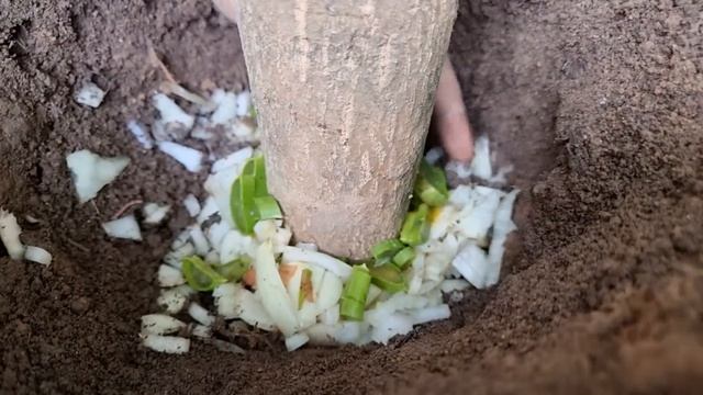 Unique Technique Grafting Mango Tree Using Tires Growing Faster and Has Many Fruits смотреть онлайн