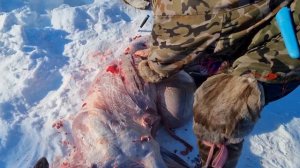 Так разделывают тушу оленя.