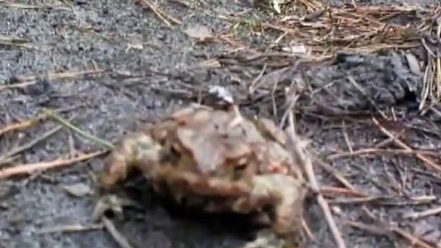 Лягушки прилетели смотреть онлайн