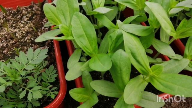 02.05.22 Влог-мой сад-жарим шашлыки... смотреть онлайн