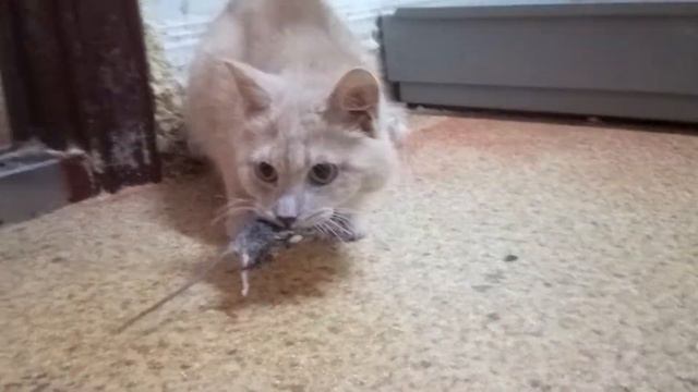 кошка Суфле играет с мышкой. смотреть онлайн