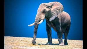 Звуки слона , как говорит слон , животные Африки #животные #слон