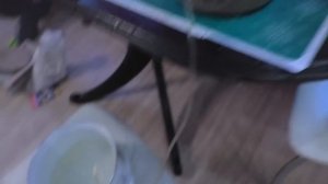 Мой аквариум с гуппи. Быстрый запуск 5 литрового аквариума.