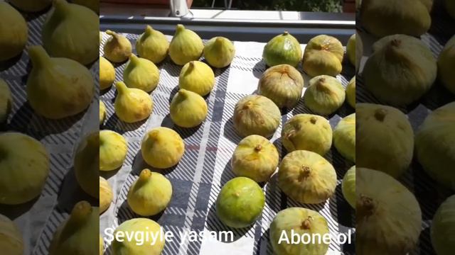 İlaç kullanmadan İncir nasıl kurutulur. |Evde en doğal haliyle İncir kurusu. Şekersiz atıştırmalık смотреть онлайн