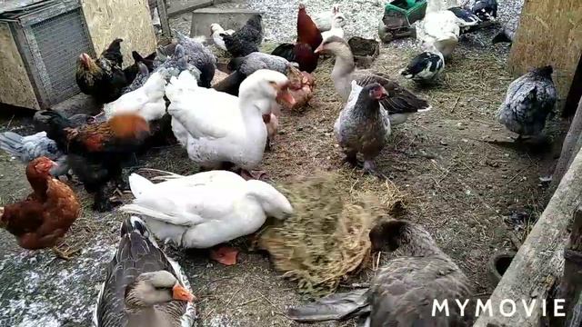 Козы, кролики, чем кормлю птицу смотреть онлайн