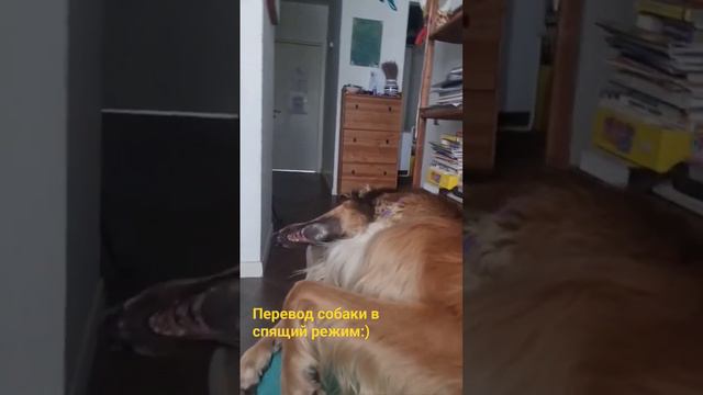 русская псовая борзая смотреть онлайн