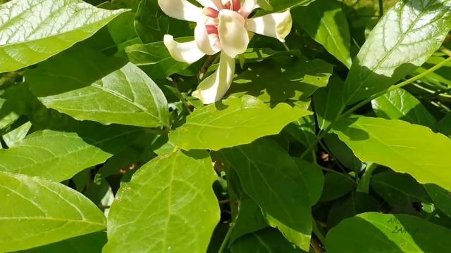Calycanthus × Venus Sazaník Křížený