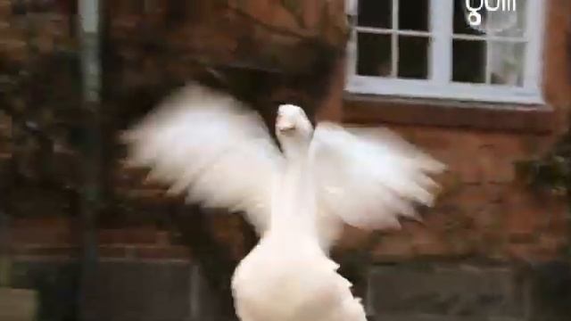 Чудесное путешествие Нильса с дикими гусями. 02. Путешествие смотреть онлайн