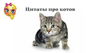 Цитаты и высказывания про котов Всё о кошках.mp4 смотреть онлайн