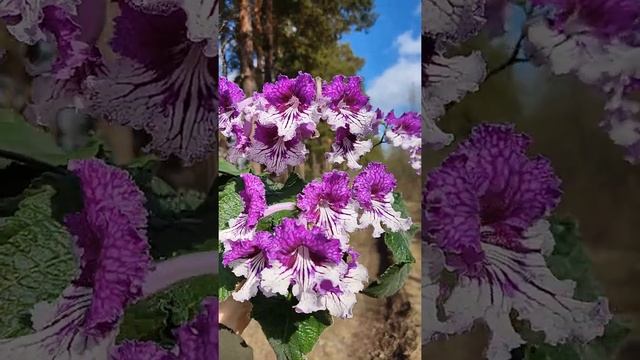 ЦВЕТЕНИЕ стрептокарпуса ЦФ-Жизель В АПРЕЛЕ смотреть онлайн