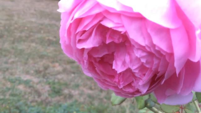 Rosier 'Alan Titchmarsh' de 'David Austin' Un globe de pétales смотреть онлайн