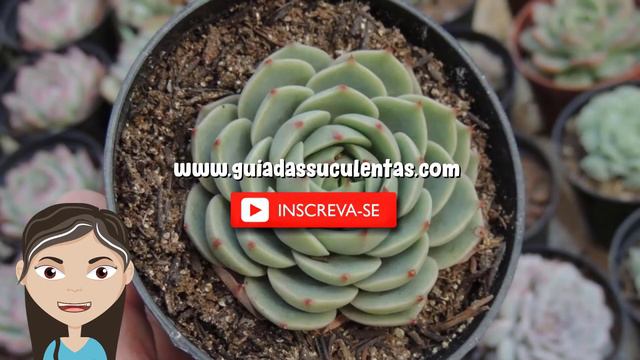 Echeveria Ben Badis: Um Guia Desta Suculenta смотреть онлайн