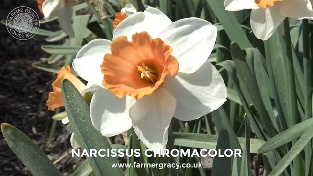 Narcissus 'Chromacolor' - FarmerGracy.co.uk смотреть онлайн
