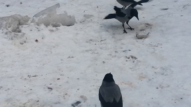 Вороны. Борьба за рыбу / Hooded crows. Dispute over Fish смотреть онлайн