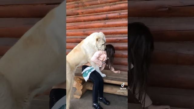БАНДА МАРШАЛА И БУХАРЫ ДОЧЬ. 6 мес. +375447438506 ЩЕНКИ смотреть онлайн