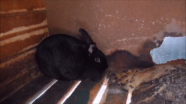 Расход корма взрослыми кроликами за месяц Серия №1 смотреть онлайн