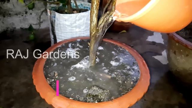 গাছের পাতা পুড়ে যাচ্ছে? কারণ কী? সমাধান করবেন কীভাবে | How to SOLVE Leaf Burn Problem | RAJ Garden