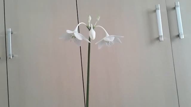 Цветение эухариса. смотреть онлайн