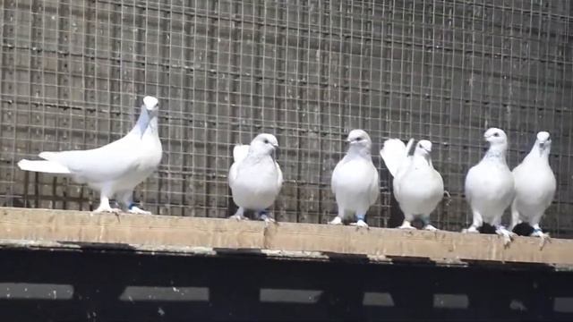 23.11.2021.Будапешты в сапожках . Голубятня в Гольяново-Москва. смотреть онлайн